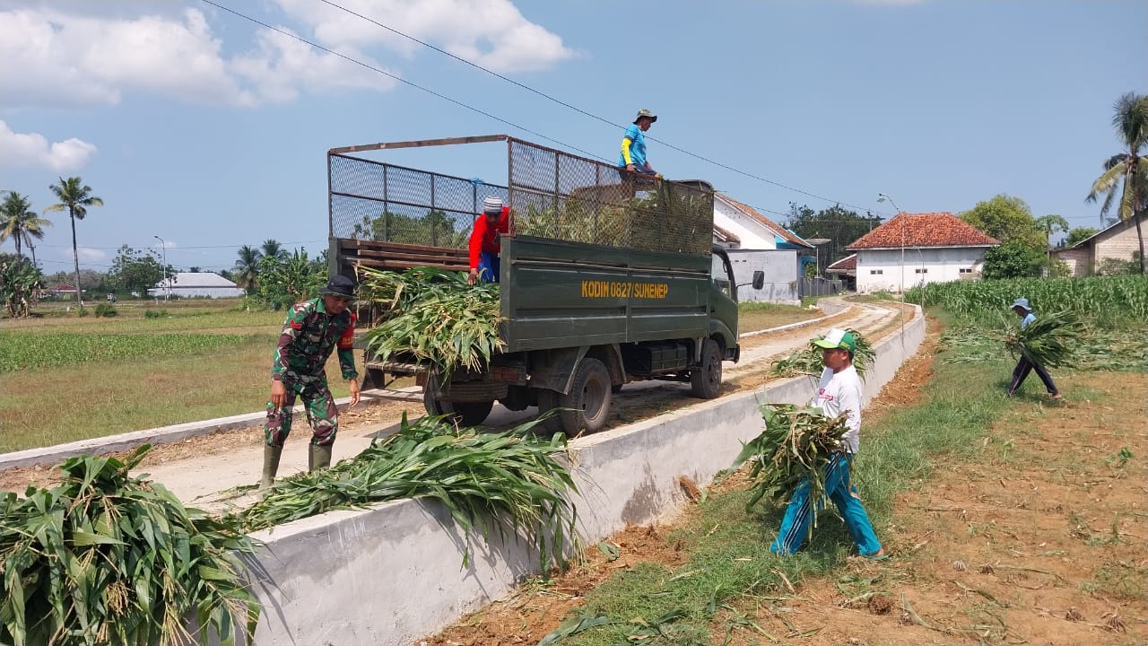 Ketahanan Pangan, Babinsa Koramil Lenteng Bantu Petani Panen Jagung