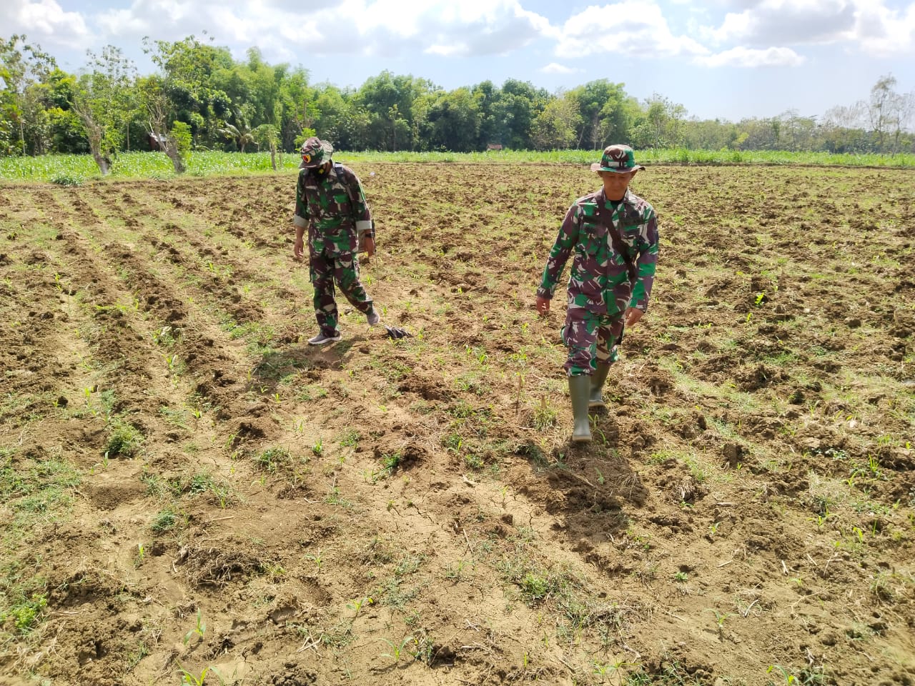 Babinsa Ganding Dampingi Petani Pantau Kondisi Lahan Tanaman Jagung