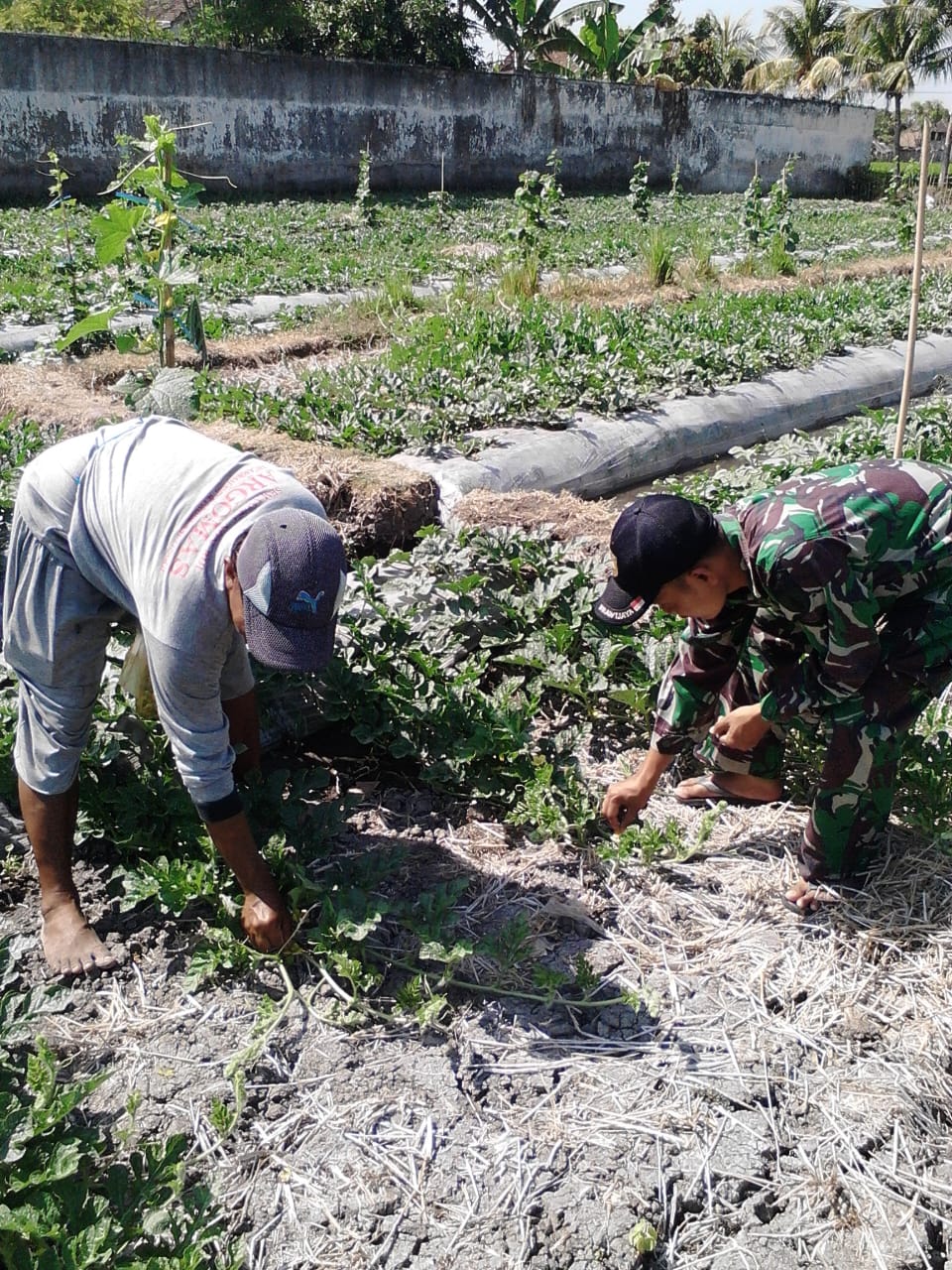 Babinsa Koramil 18/Kangean Dampingi Petani Merawat Tanaman Cabe