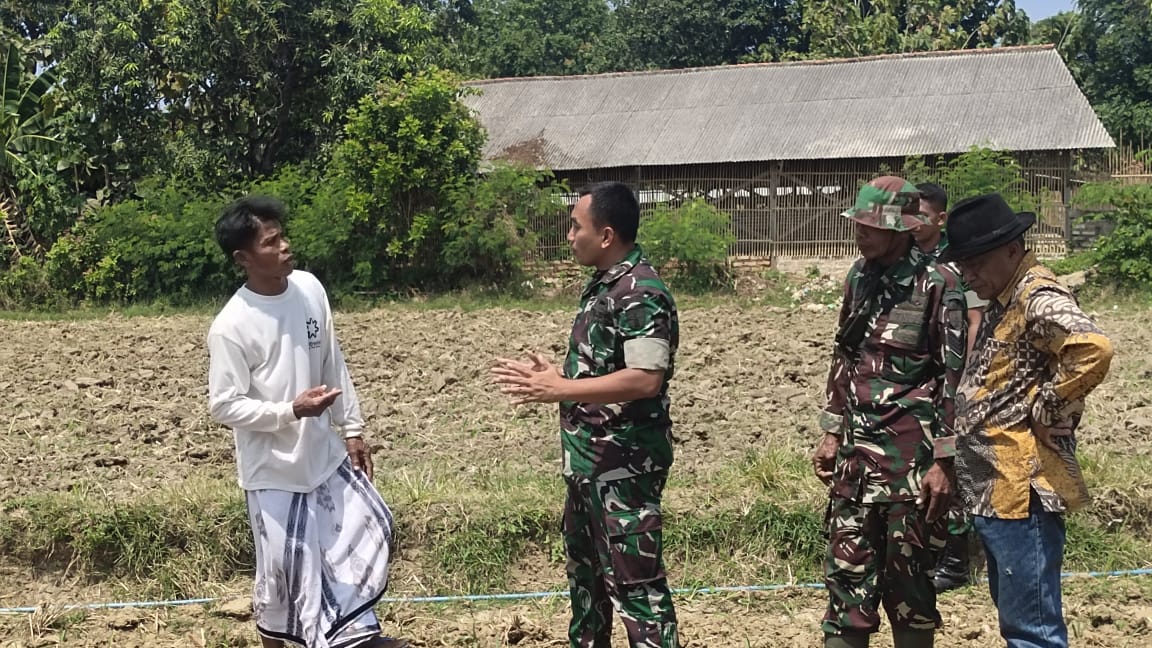 Dandim Sumenep Tinjau Perkembangan Jagung Silase di Gunggung