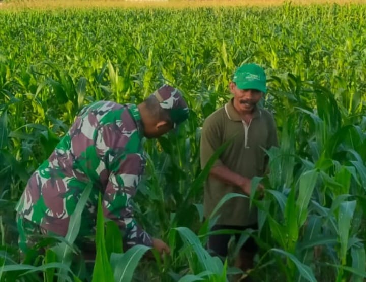 Babinsa Koramil 07/Guluk-Guluk Dampingi Petani Merawat Tanaman Jagung