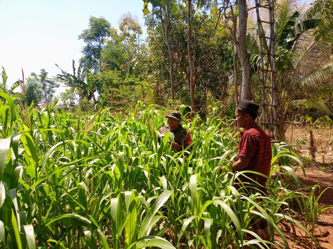 Upaya cegah hama, babinsa dan petani cek tanaman jagung Silase