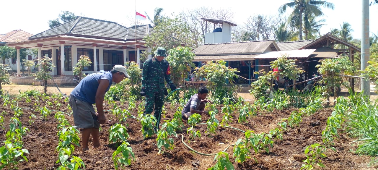 Sambangi Warga Binaan, Babinsa Bantu Warga Tanam Cabe
