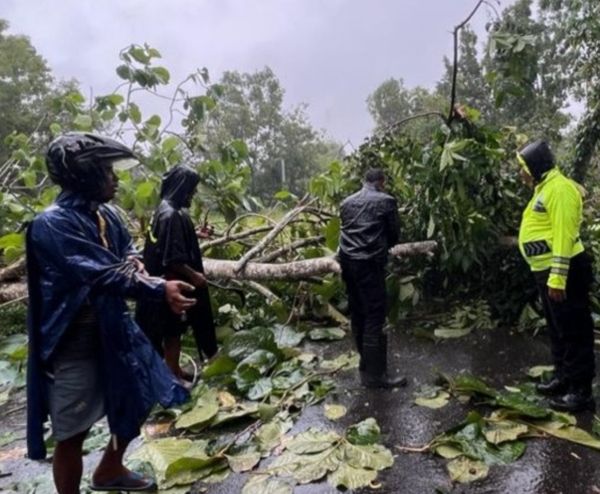 Ngeri! Pohon Jati Setinggi 50 Meter Tumbang