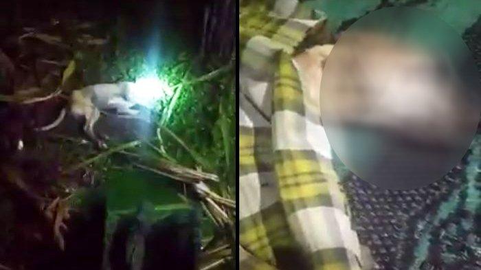 Heboh Pelajar SMP Disebut Berubah Jadi Anjing Hingga Dikubur Hidup-hidup, Ini Fakta Sebenarnya