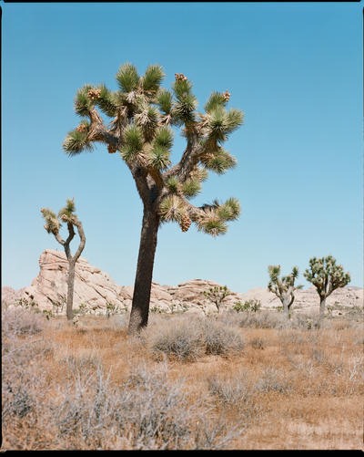 Joshua Tree National Park