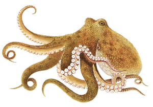 Octopus screenshot