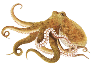 Octopus screenshot