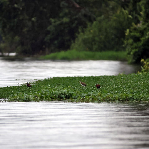 Tortuguero
