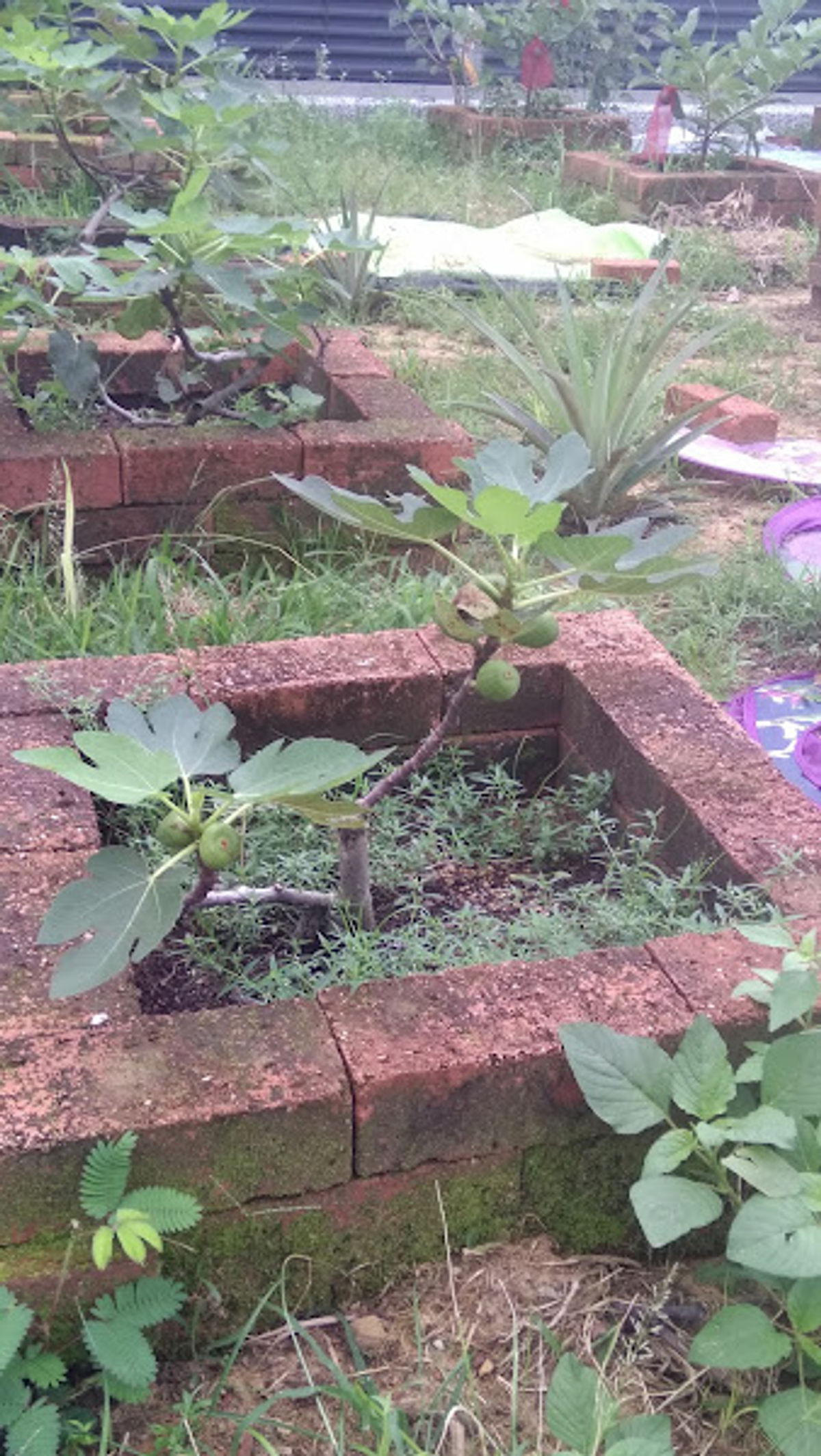 Tzu Chi International School Kuala Lumpur - Photo 3