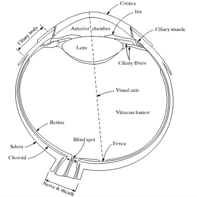 Human Eye