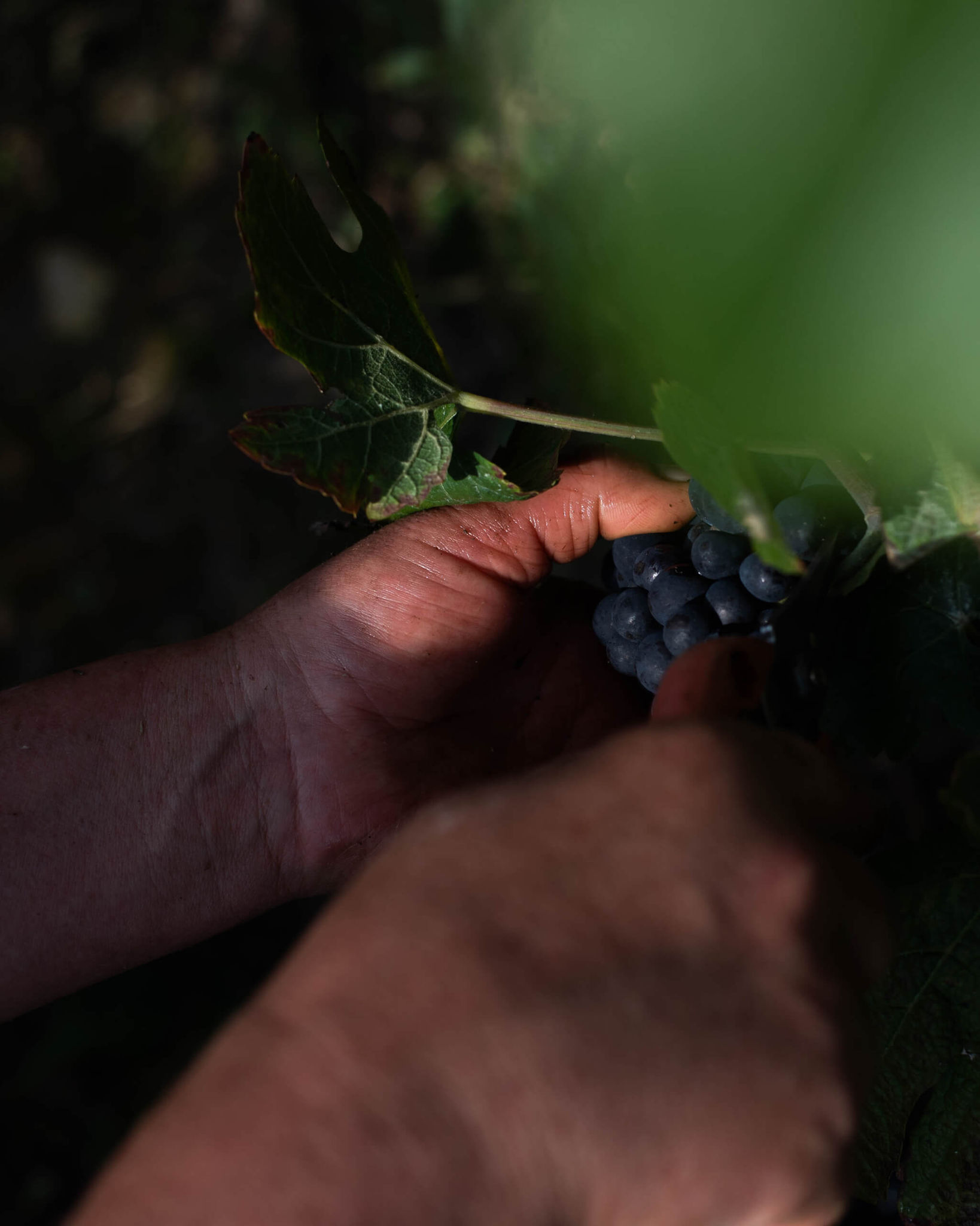 Organic growing - Champagne Mandois