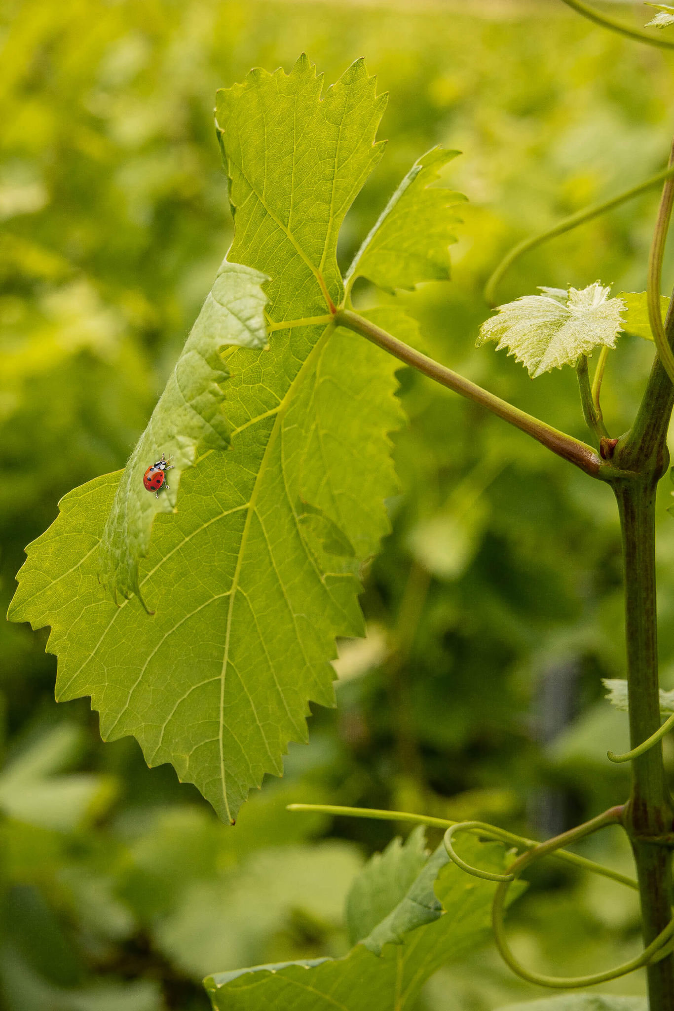 Organic growing - Champagne Mandois