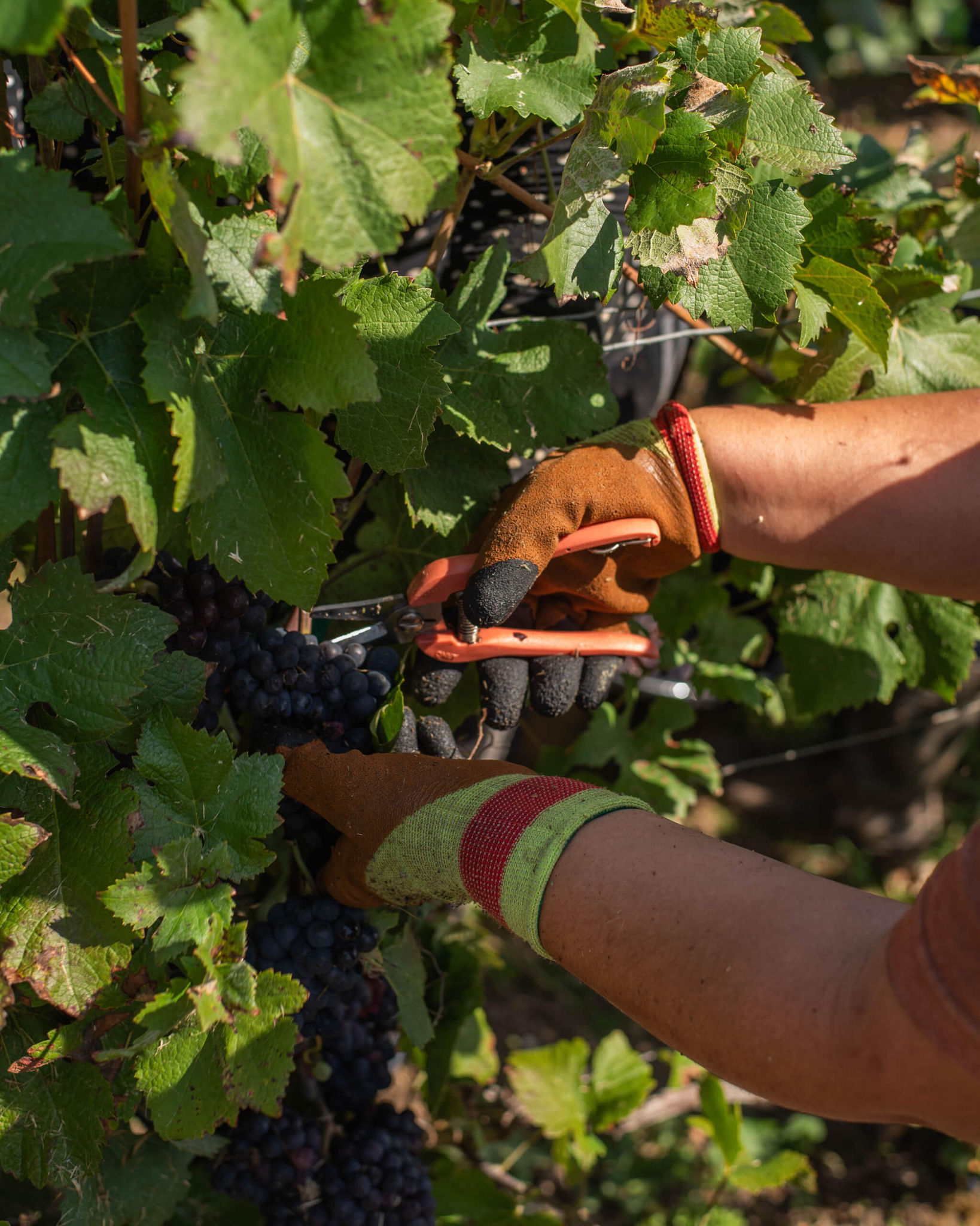 Organic growing - Champagne Mandois