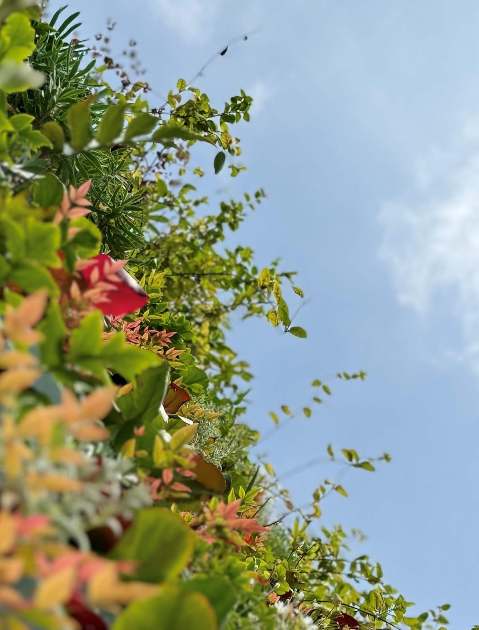 Organic growing - Champagne Mandois