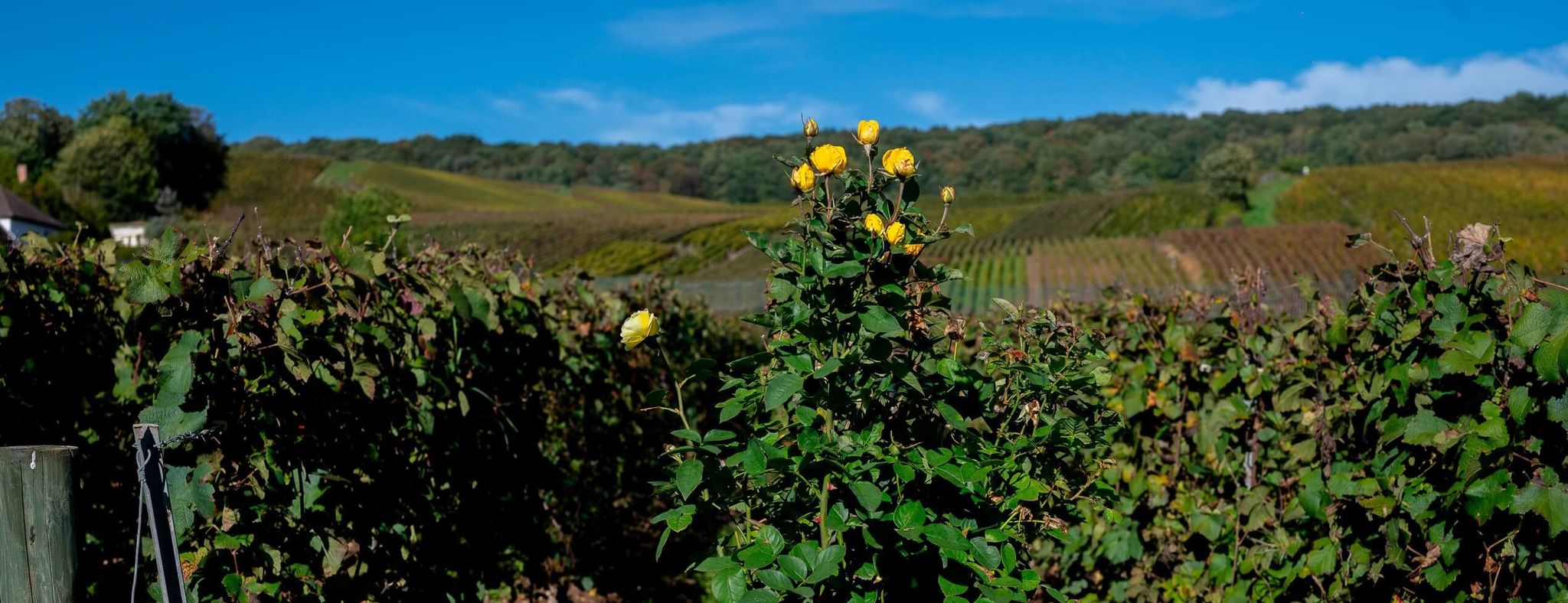 Organic growing - Champagne Mandois