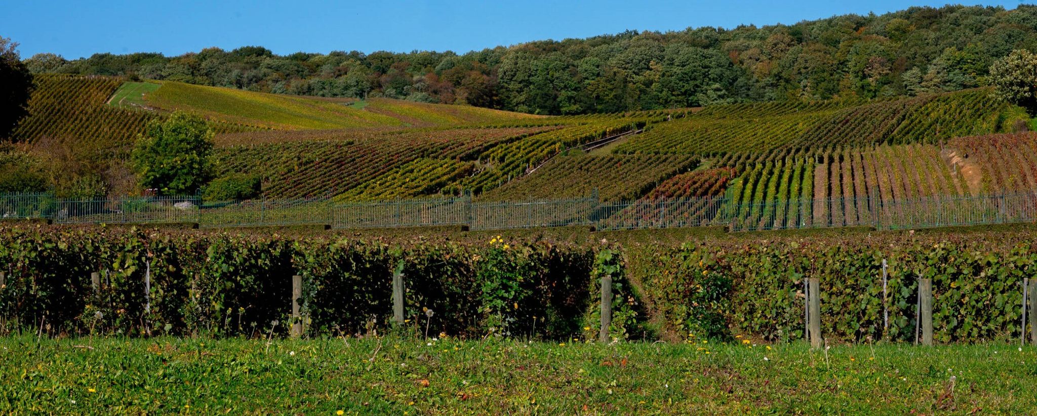 Clos Mandois - Champagne Mandois