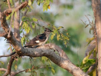 Levaillant's cuckoo in Mole National Park. © Benny Cottele