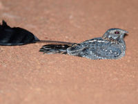 Standard-winged nightjar in zit. © Benny Cottele