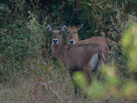 Een gewone waterbok in Mole National Park. © Benny Cottele