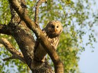 Een Oeraluil staart ons aan dichtbij zijn nest. Het is opletten geblazen met deze agressieve vogels. © STARLING reizen