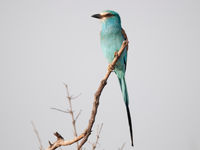 Het noorden van het land herbergt onder meer deze Abyssinian roller. © Benny Cottele