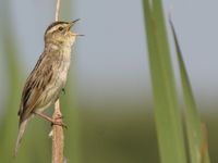 Een waterrietzanger zingt uit volle borst. © STARLING reizen