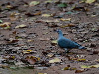 Een afep pigeon op de bosbodem is een bijzondere waarneming! © Benny Cottele