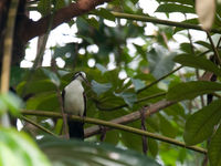 Een tambourine dove met een wandelende tak als prooi. © Benny Cottele