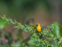 Een orange weaver toont zich aan Cape Coast. © Benny Cottele