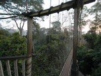 Hier begint het: de canopy walk in Kakum! © Benny Cottele