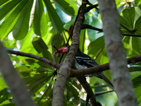 Met veel geluk zagen we deze red-billed dwarf hornbill in Kakum, met een bidsprinkhaan als prooi. © Benny Cottele