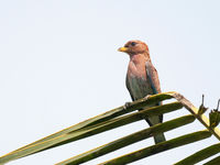 Een broad-billed roller zit op de uitkijk. © Benny Cottele