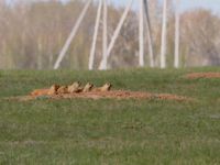 Een groepje bobakmarmotten nabij de burcht. © Sabine Ongenae