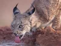 Iberische lynx © STARLING reizen