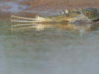 Pas de baignade pour notre groupe cette fois ! © Billy Herman