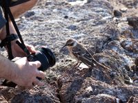 Espanola mockingbird. Even lachen naar het vogeltje! © Yves Adams