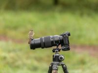 Een Galapagos flycatcher maakt gebruik van een handige zitplek. © STARLING reizen