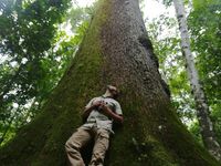 We plaatsen de hoogte van de bomen even in perspectief. © Frank Resseler