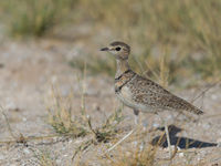 De double-banded courser is een specialist van erg droge vlakten. © Billy Herman