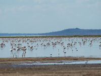  Een meer vol flamingo's. © Billy Herman