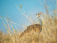 De white-bellied bustard is één van de maar liefst vier soorten trappen die in Kenia voorkomen. © Billy Herman