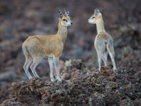 Klipspringers zijn duikers die zich wisten aan te passen aan een harde ondergrond in montaan gebied. © Billy Herman