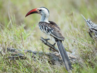 Een northern red-billed hornbill, een typische savannesoort. © Billy Herman