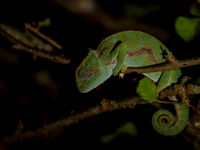 Deze nachtelijke kameleon lag op de loer voor een prooi. © Billy Herman