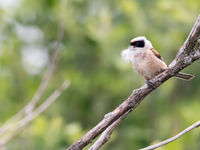 Cette rémiz penduline est en pleine construction de son nid. © Sabine Ongenae