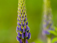 Les lupins sont simplement des fleurs magnifiques. © Sabine Ongenae