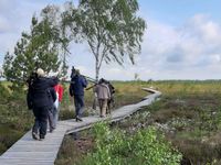 En promenade sur un caillebotis dans les tourbières. © Sabine Ongenae