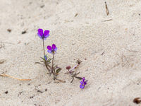 La pensée des dunes pousse typiquement dans le sable. © Sabine Ongenae