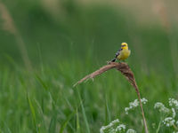 Un mâle de bergeronnette citrine dans les marais. © Sabine Ongenae